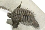 Triple Erbenochile Trilobite Association - Foum Zguid, Morocco #227801-4